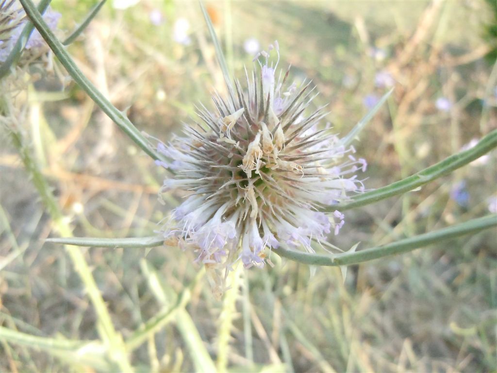 Dipsacus fullonum